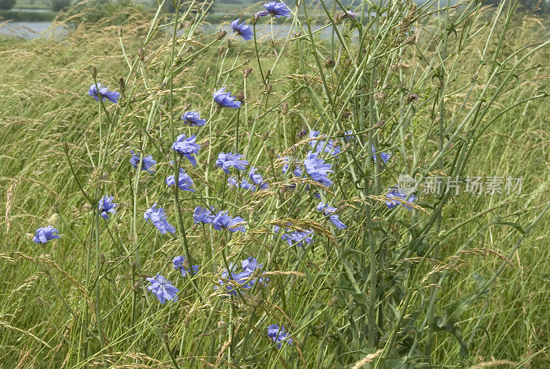 菊苣(Cichorium intybus)